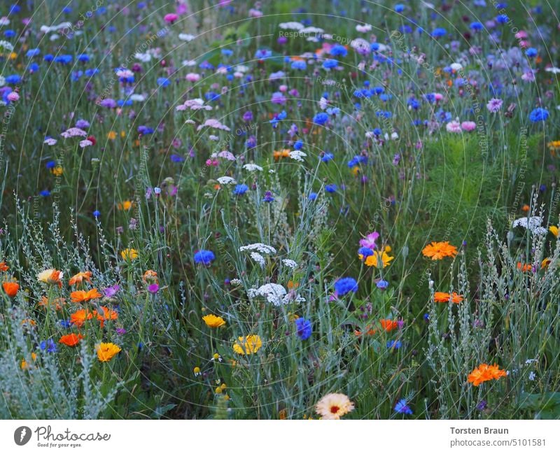 Insektenparadies - bunte Blühwiese für Bienen und andere Blühfläche Pflanzen Blumen Blüten blühende Wiese Bienenparadies Brachfläche Bereicherung Natur