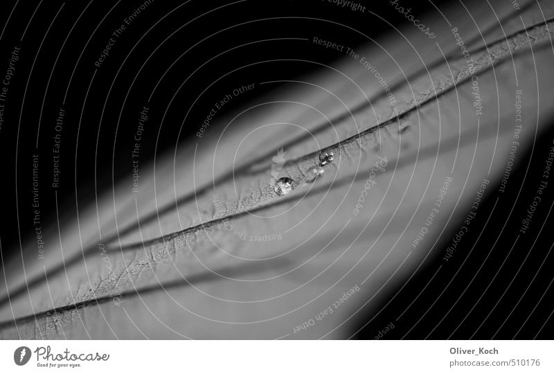 Einsamer Tau elegant Stil Trauerfeier Beerdigung Taufe Kunst Umwelt Natur Pflanze Wasser Wassertropfen Herbst Klima Klimawandel Wetter schlechtes Wetter Nebel
