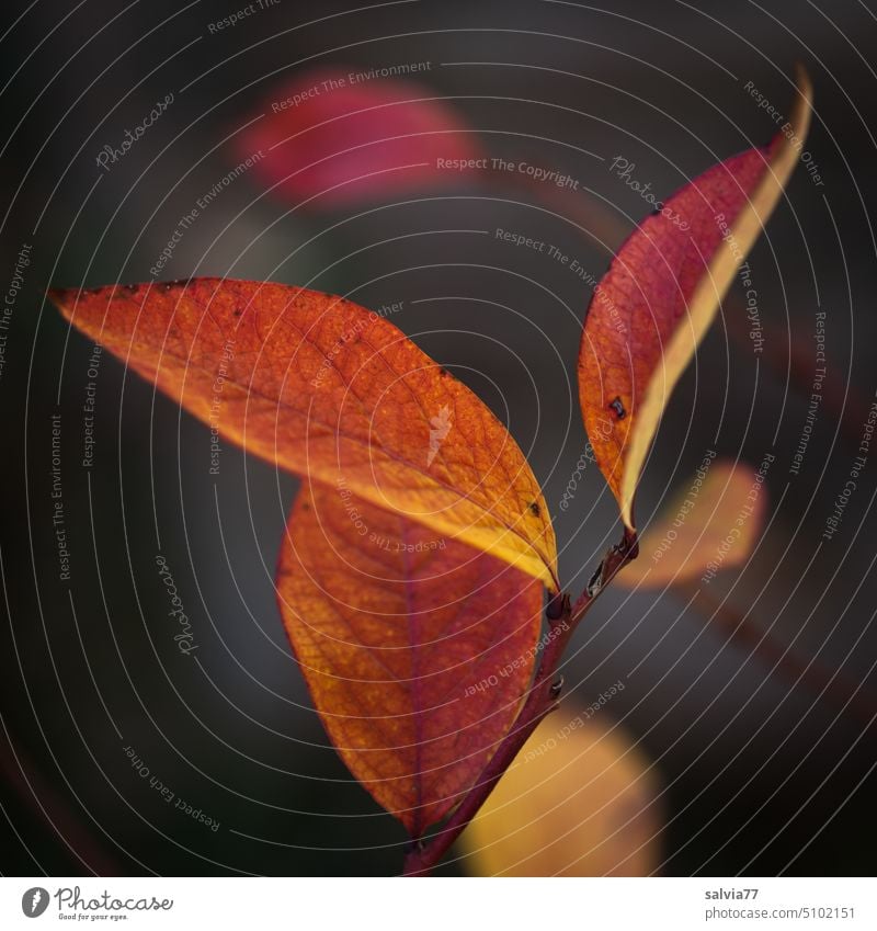 Blätter in gelb-oranger Herbstfärbung Wandel & Veränderung leuchtend Blatt Natur Vergänglichkeit Zweige u. Äste blau Pflanze herbstlich Jahreszeiten Farbfoto