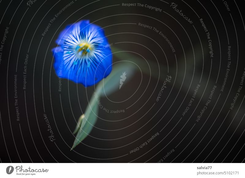 aus dunkler Tiefe empor strebt  die blaue Leinblüte dem Licht entgegen Blume Blüte Leiblüte Kontrast Pflanze Natur Farbfoto Nahaufnahme Blühend Sommer