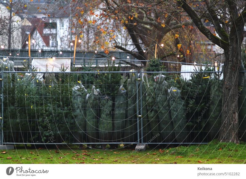 Markt für zapfentragende immergrüne Bäume. Weihnachtsbasar. Hintergrund Bücher Baustein feiern Feier Weihnachten Dekoration & Verzierung dekorativ Design