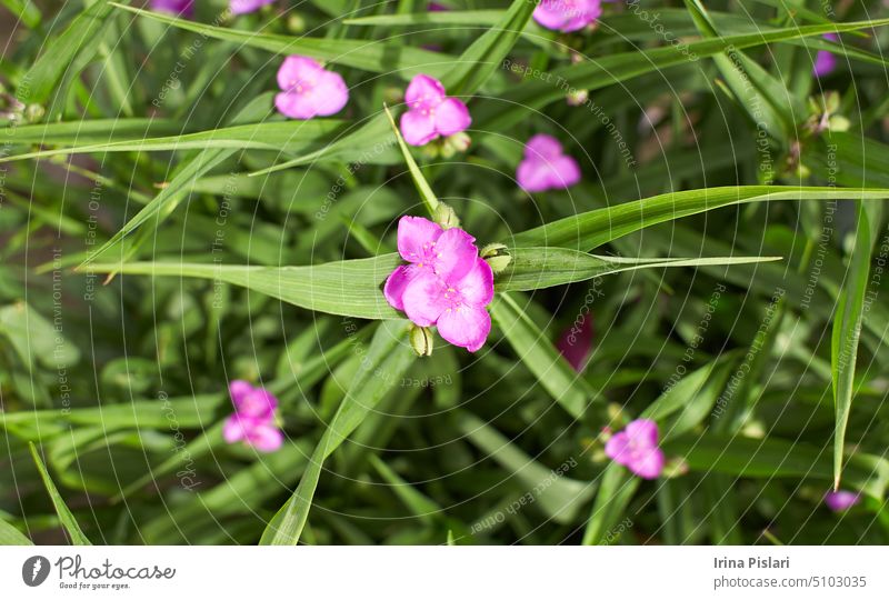 Close up von vielen kleinen blauen Blüten und grünen Blättern von Tradescantia Virginiana Pflanze, allgemein bekannt als Virginia spiderwort oder Bluejacket in einem sonnigen Sommergarten, schöne Outdoor-floral Hintergrund