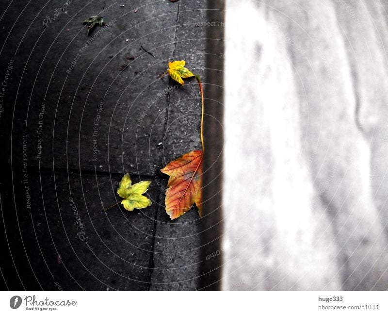 Fallende Blätter... Holz Herbst Blatt zufällig rot gelb grün grau Stein Bank liegen stone autumm fallen