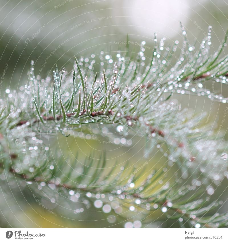 bedröppelt... Umwelt Natur Pflanze Wasser Wassertropfen Herbst Baum Wildpflanze Nadelbaum Fichte Zweig Tannennadel Wald glänzend Wachstum ästhetisch