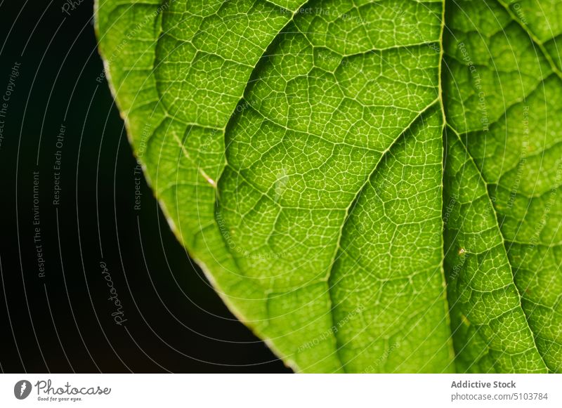 Grünes Blatt einer natürlichen Pflanze Sommer Wachstum grün Nahaufnahme Flora Hintergrund organisch Laubwerk vegetieren zerbrechlich filigran Detailaufnahme