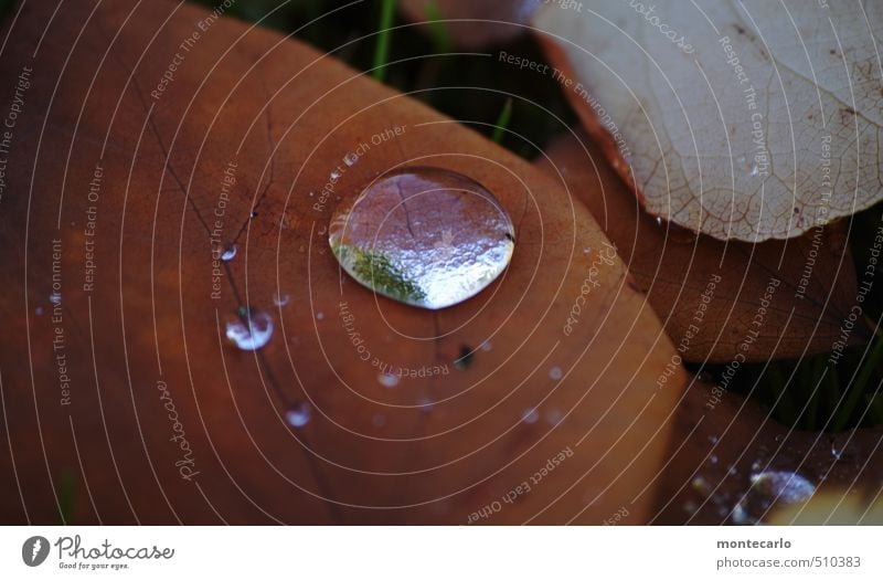 Pflanze | Pflanzenteil Umwelt Natur Herbst Blatt Grünpflanze Wassertropfen alt dünn authentisch einfach nass natürlich trist trocken weich braun Farbfoto