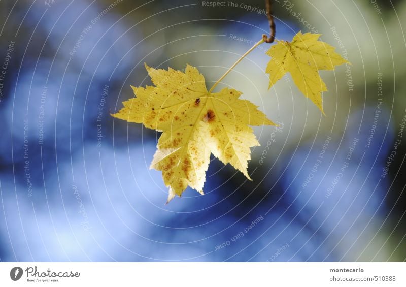 Zeitumstellung | Farbenwechsel Umwelt Natur Pflanze Himmel Sonne Herbst Schönes Wetter Blatt Grünpflanze Wildpflanze alt dünn authentisch frisch natürlich