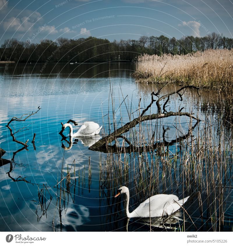 Schwanengesang Landschaft Natur Umwelt Wasser Tier Tierpaar 2 Himmel Wolken Horizont Schönes Wetter Baum Sträucher Röhricht träumen beobachten Erholung Ast