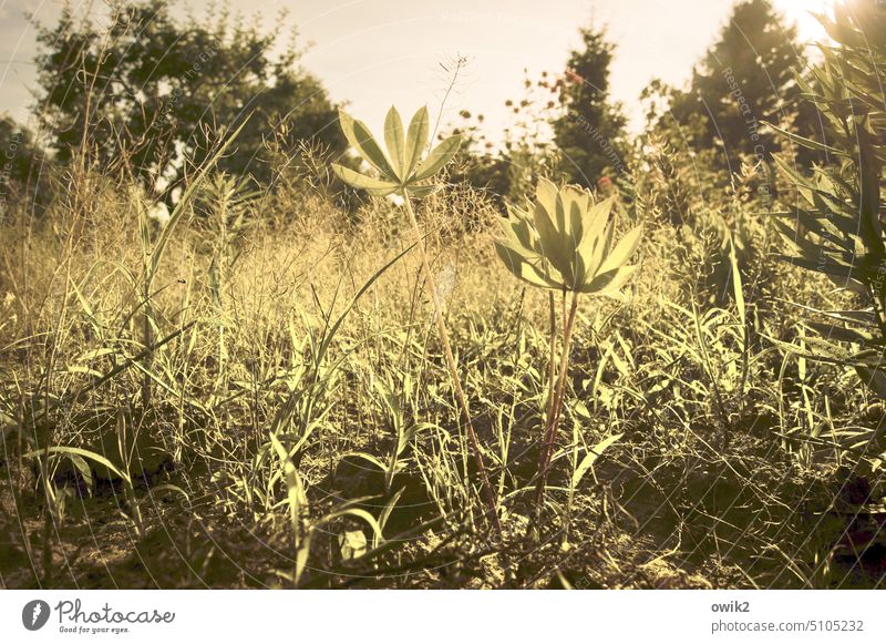 In der Nähe Lupine Pflanze Natur Außenaufnahme Farbfoto Blume Sommer grün Idylle Lebensfreude Leichtigkeit Detailaufnahme Wachstum klein unten Lupinenblatt