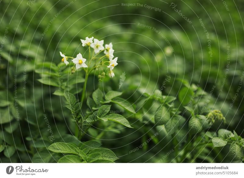 die Kartoffelblüten sind weiß, unscharfer Hintergrund der Garten der natürlichen Wachstumsbedingungen. blühende Kartoffeln auf dem Feld wachsend Ackerbau