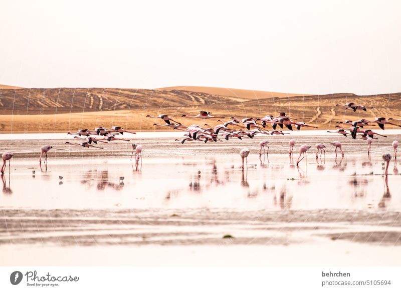 verschwommen Spiegelung im Wasser elegant sandwich harbour sanddüne Dünen Swakopmund besonders beeindruckend Himmel Abenteuer Walvisbay Landschaft Farbfoto