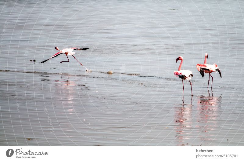 fluchtversuch sandwich harbour Swakopmund besonders Walvisbay Farbfoto Abenteuer Ferien & Urlaub & Reisen Natur Freiheit reisen Fernweh Ferne Meer Afrika