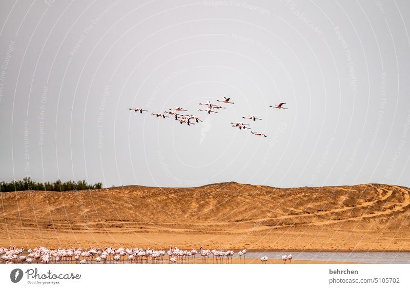 oben und unten elegant Düne Dünen Natur Himmel Abenteuer Walvisbay Ferien & Urlaub & Reisen Fernweh Swakopmund Landschaft reisen Farbfoto Ferne besonders