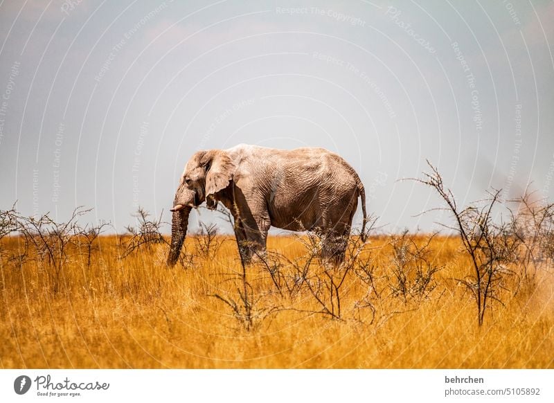 mittendrin Tierliebe Tierschutz Trockenheit Savanne Gras beeindruckend besonders Ferien & Urlaub & Reisen Himmel Landschaft Natur Freiheit Abenteuer Farbfoto