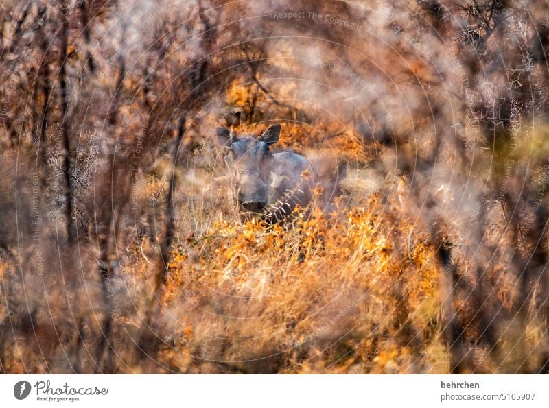 versteckt und doch entdeckt beobachten aufmerksam Tierschutz Tierliebe Wildtier Wildnis außergewöhnlich Safari Ferien & Urlaub & Reisen beeindruckend Landschaft