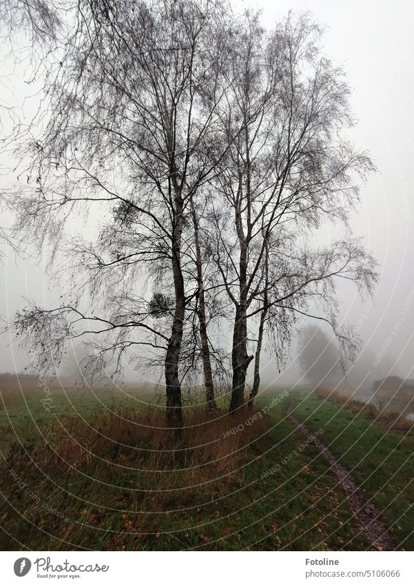 Ein schmaler Weg, der eher ein Trampelpfad ist, führt an kahlen Bäumen vorbei in den dahin wabernden Nebel. Die Bäume haben keine Blätter mehr, aber das Gras ist noch grün.