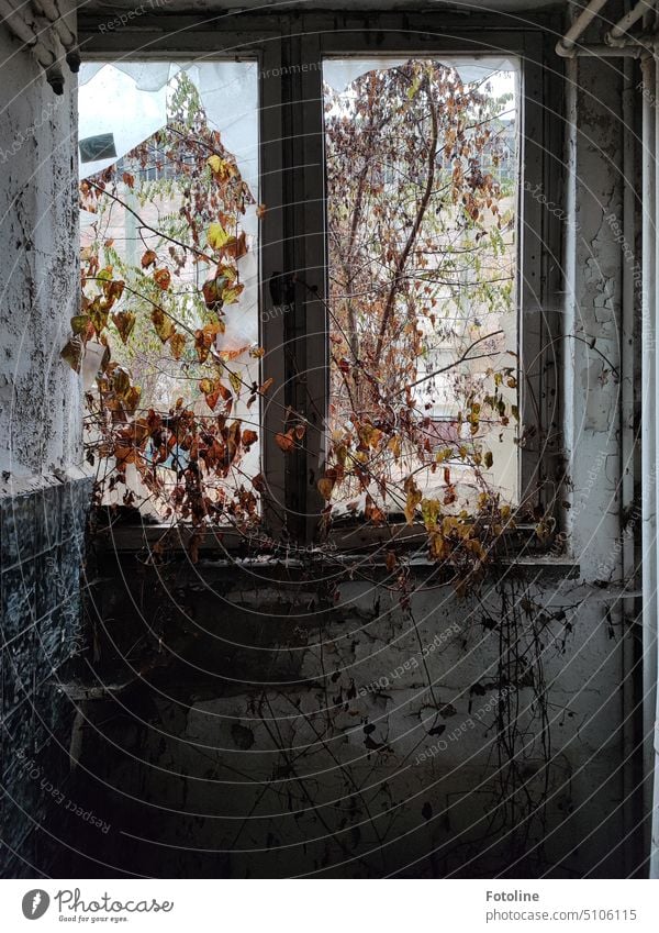 Irgendwo lost. der Baum wächst schon durch das Fenster, dessen Scheiben zerschlagen sind, der Putz blättert von den Wänden und draußen ist es herbstlich diesig. Genau meine Lieblingsstimmung in Lost Places.