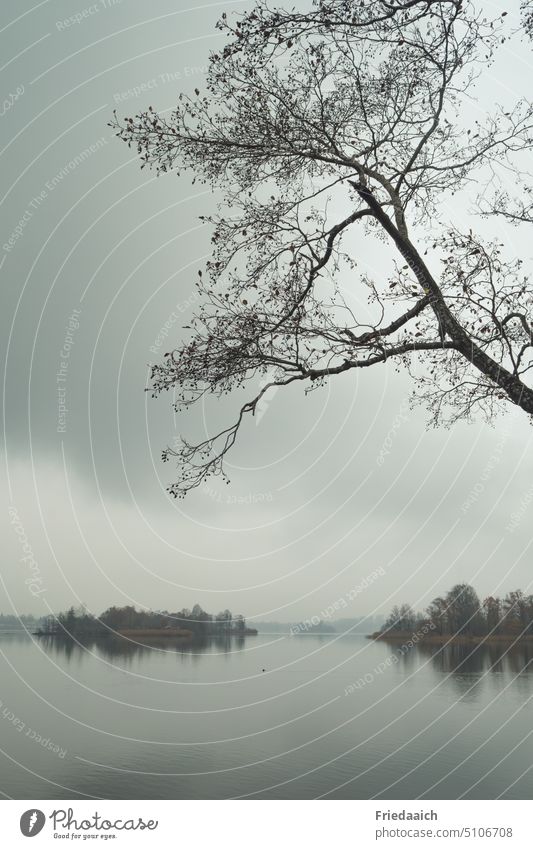 Nebelstimmung am See Winter Baum diesig Landschaft Natur ruhig Himmel Wasser Reflexion & Spiegelung Seeufer Menschenleer Umwelt Ruhe Schönes Wetter Idylle