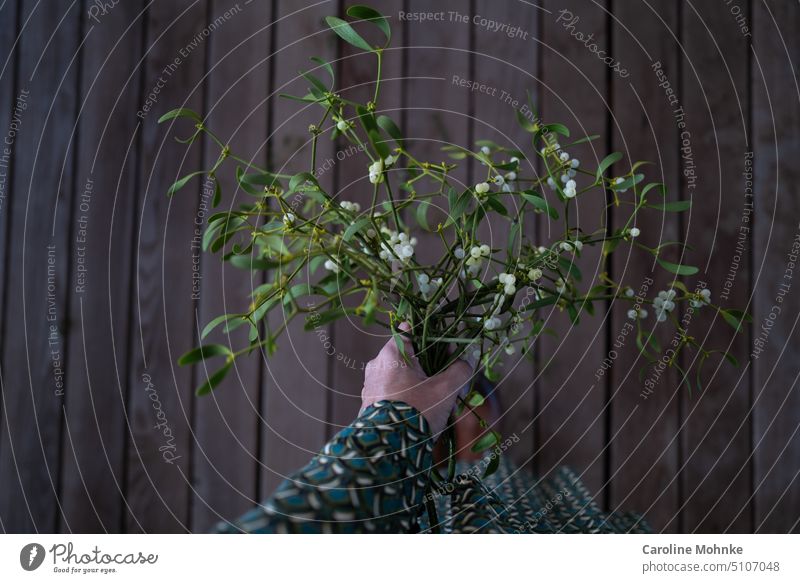 Frau hält einen Mistelzweig in der Hand Misteln Pflanze Natur grün Blatt Licht Außenaufnahme Weihnachten Farbfoto Tag Weihnachten & Advent Winter Beeren