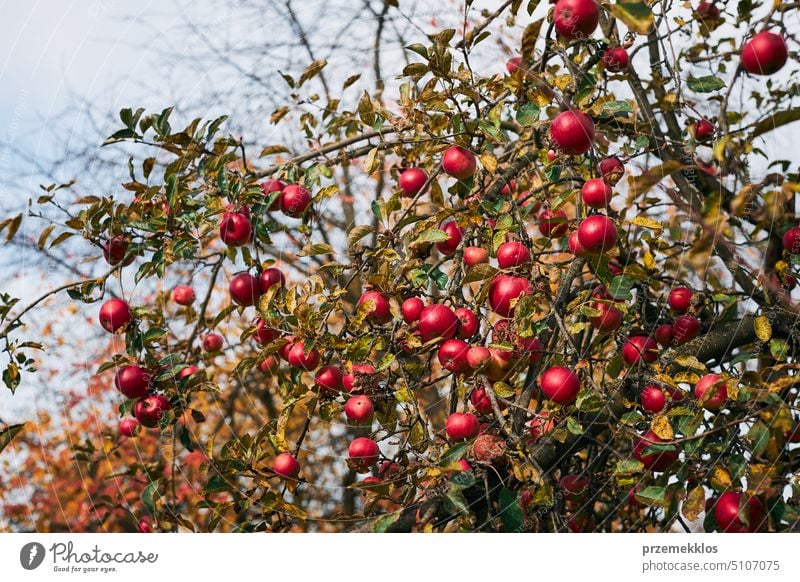 Apfelbaum mit vielen reifen roten saftigen Äpfeln im Obstgarten. Erntezeit auf dem Lande. Apple frische gesunde Früchte bereit, auf Herbstsaison zu holen Baum