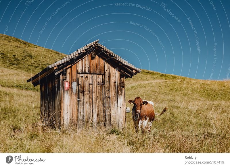 Eine Kuh neben einer kleinen Hütte in den Alpen Rind Schuppen Alm Almwiese Kuhwiese Berge Bergwiese Landwirtschaft Österreich Viehwirtschaft Weide Gras