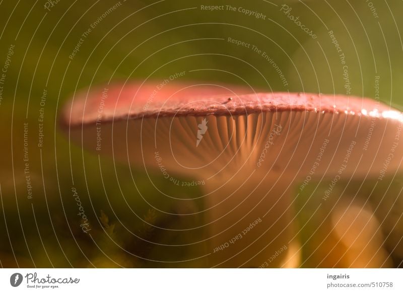 Pilzleuchten Natur Herbst Pflanze Pilzhut stehen frisch natürlich braun grün rot Stimmung Warmherzigkeit authentisch Freizeit & Hobby Wachstum Unschärfe