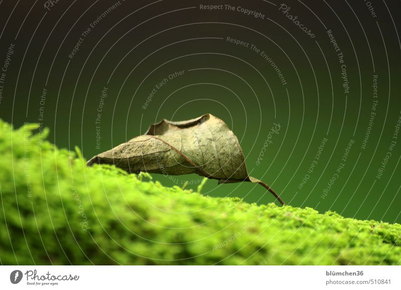 Klassiker für montecarlo ... Natur Herbst Moos Blatt Wald liegen Wachstum alt authentisch einfach einzigartig natürlich trocken grün welk dünn Jahreszeiten