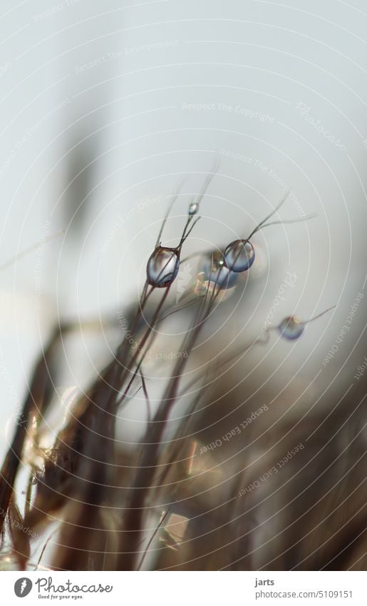 Wassertropfen im Gras Tropfen Regen Spiegelung Licht Reflexion & Spiegelung Nahaufnahme glänzend Makroaufnahme Detailaufnahme Strukturen & Formen Grashalm Natur