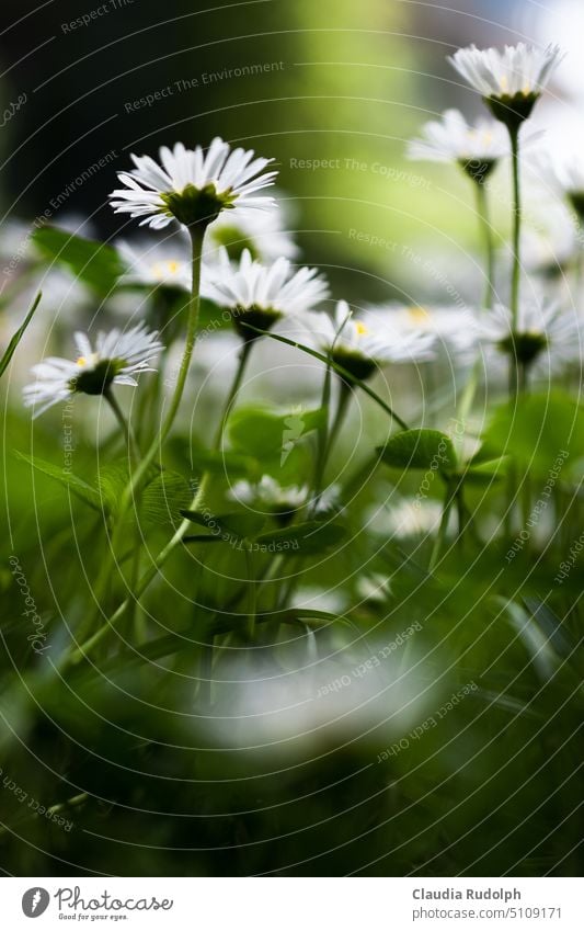 Gänseblumenwiese aus der Froschperspektive gänseblumen Gänseblümchenblüten Gänseblümchen-Hintergrund Wiesenblume Frühlingsblume Gänseblümchen-Wiese