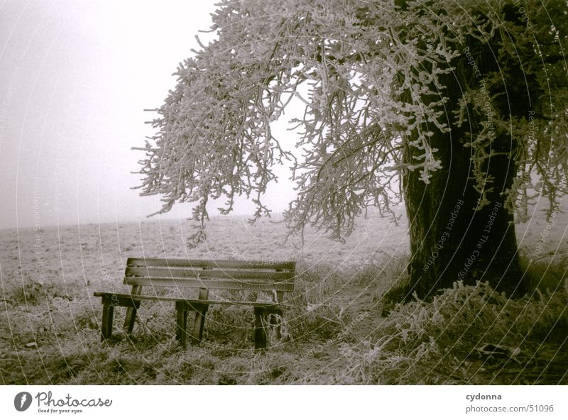 Baum mit Bank kalt Wiese Winter Nebel Eindruck Stimmung ruhig Romantik Schwarzweißfoto Raureif Frost Ast Schnee Landschaft