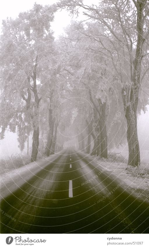 Straße Streifen Winter Baum Einsamkeit ruhig Eindruck Allee Verkehrswege Schwarzweißfoto Schnee Frost Raureif Landschaft Perspektive Linie