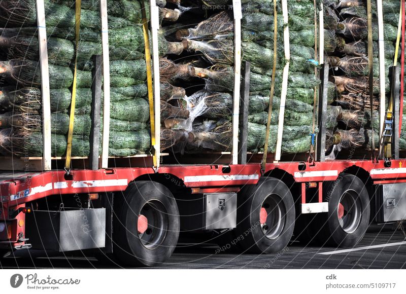 Weihnachtsvorbereitungen in vollem Gange | Schwertransporter mit Christbäumen  | oh Tannenbaum! Weihnachtsbäume Weihnachten & Advent Weihnachtsbaum