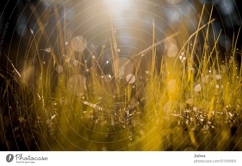 Natur Hintergrund mit Tautropfen auf Gras und Morgensonne Regentropfen Bokeh Sonnenlicht natürlich Hintergrundbild Hintergründe Unschärfe schön Schönheit Farbe