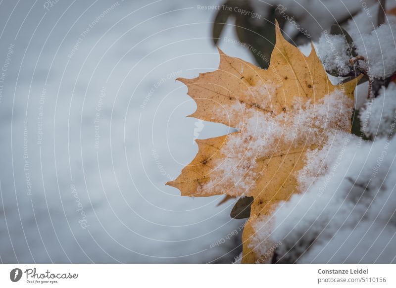 Abgefallenes, verwelktes Ahornblatt im Neuschnee. Schnee braun Winter Herbst abgefallen Laub Laubfall Blatt herbstlich Vergänglichkeit Jahreszeiten