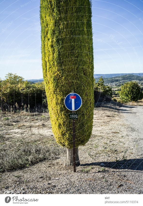 Vor einer Thuja ein Sackgassenschild in der Provence Lebensbaum Luberon Provence-Alpes-Côte d'Azur Sommer blauer Himmel Lavendel Straßenschild Frankreich