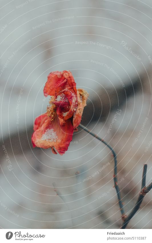 Rote verblühte Rose mit Schnee verziert rot Winter Blume Blüte Pflanze Vergänglichkeit Schwache Tiefenschärfe Farbfoto Außenaufnahme Natur Umwelt Nahaufnahme