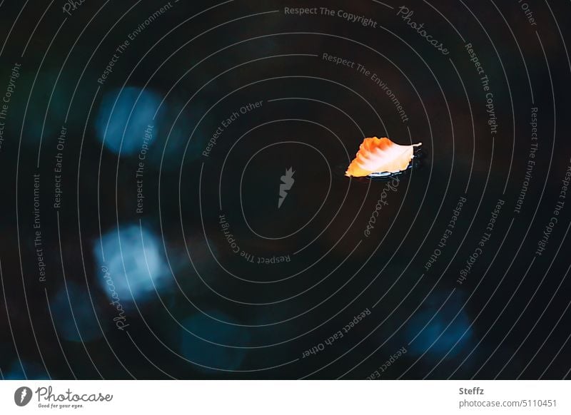 das letzte Blatt 2022 letztes Blatt Herbstblatt Naturstille Waldteich Einsamkeit Teich Pfütze Wasseroberfläche Ruhe Stille Gefühlswelt Saisonende Tristesse