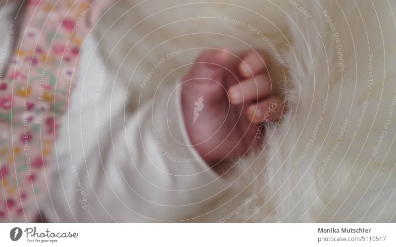 kleines Wunder Baby Kind Kleinkind Hand Finger Mensch 0-12 Monate Farbfoto Glück Geborgenheit Liebe niedlich Sicherheit Nahaufnahme Leben Warmherzigkeit