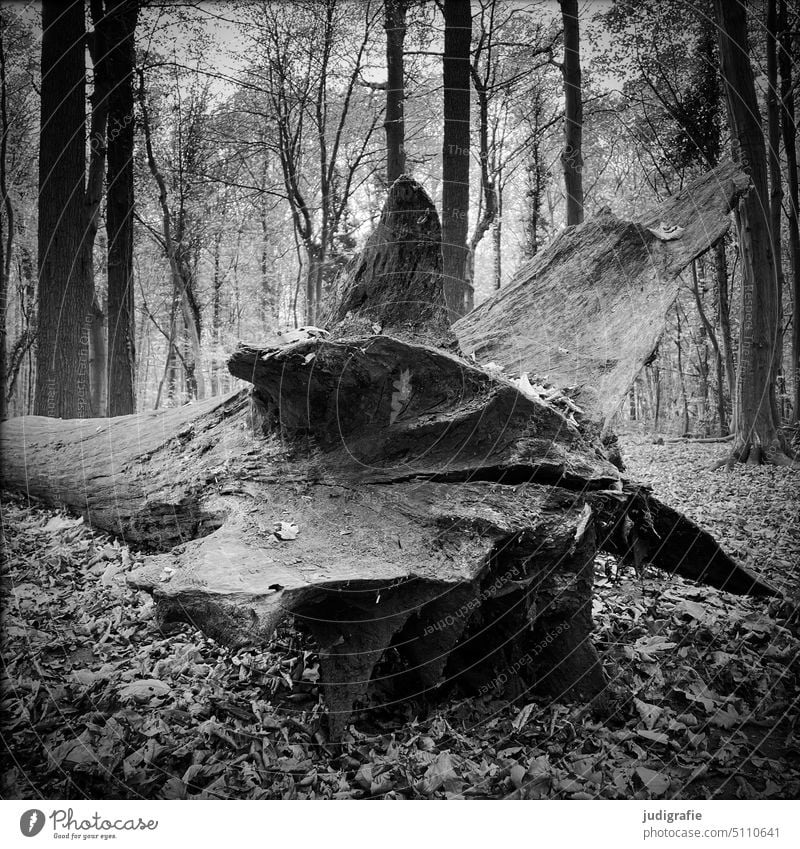 Wald Wurzel Baum Baumstamm Waldboden Laubwald Klima Klimawandel Trockenheit Natur Umwelt Holz Waldsterben Bäume Quadrat Schwarzweißfoto