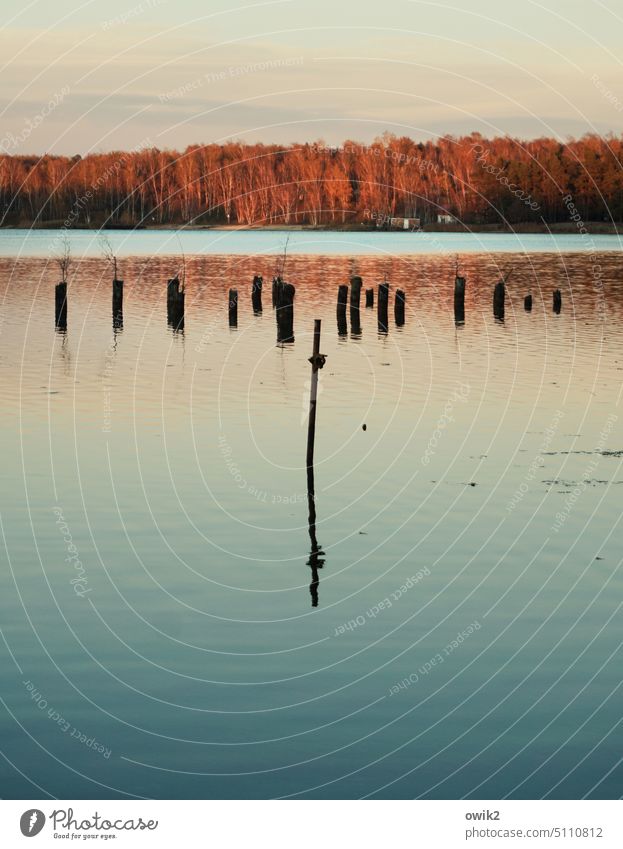 Seestück Spiegelung Wasser Wasseroberfläche Wasserspiegelung Reflexion & Spiegelung Buhnen Windstille friedlich Natur ruhig Idylle Seeufer Landschaft