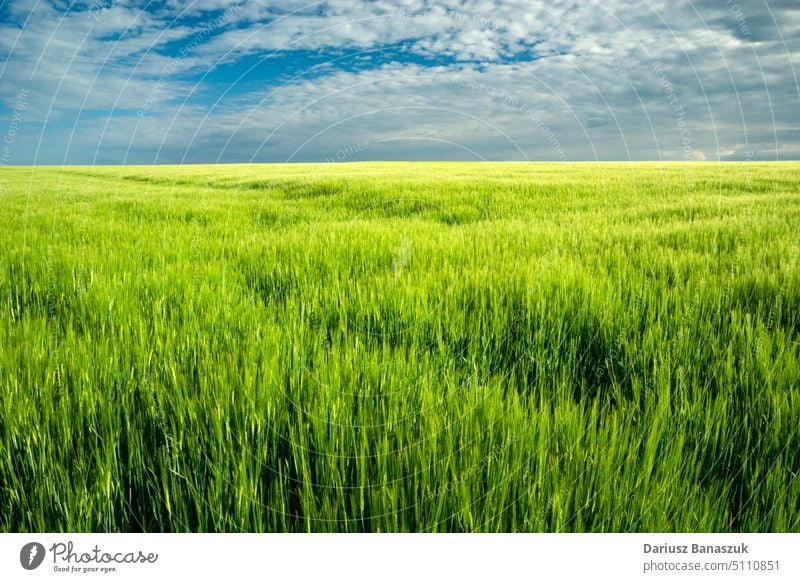 Gerstenfeld und Wolken am blauen Himmel Feld Cloud Ackerbau Sommer grün Natur Landschaft Hintergrund Pflanze Frühling Wiese ländlich Gras schön Bauernhof Weizen