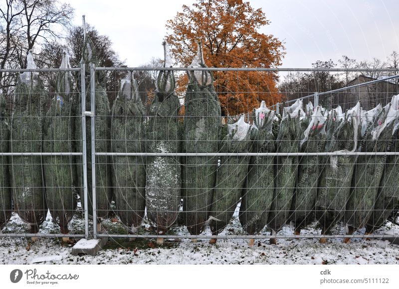 Weihnachtsvorbereitungen | einer neben dem anderen | verpackt & abholbereit | oh Tannenbaum! Christbäume Weihnachtsbäume Weihnachten & Advent Weihnachtsbaum