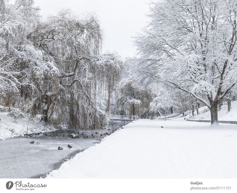 Verschneiter Park mit Bach auf dem Enten und Möwen ihr Zuhause haben Ort schwarzweiß Bäume Schnee Winter Natur kalt Landschaft Baum Wald Frost Außenaufnahme