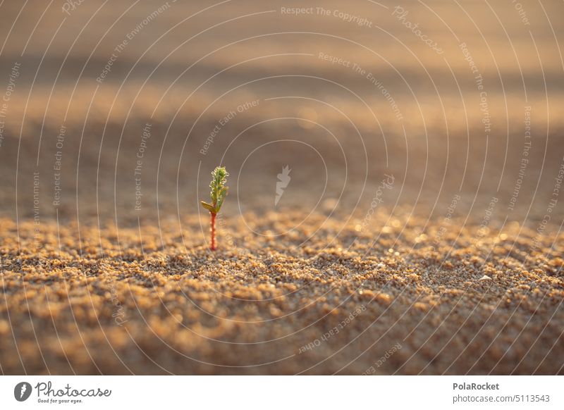 #A0# LIFE Sand Sandstrand sandig Sandbank Sandverwehung Wüste heiß Hitze Außenaufnahme Natur Strand Landschaft Ferien & Urlaub & Reisen Düne Farbfoto Sommer