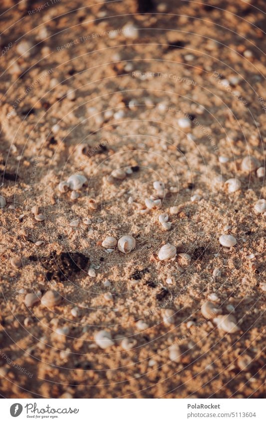 #A0# Von Sand und seinen Bewohnern Sandstrand sandig Sandverwehung Düne Dünen dünenlandschaft Dünenschutz Dünenkamm Dünenrücken Kanaren Strand Landschaft