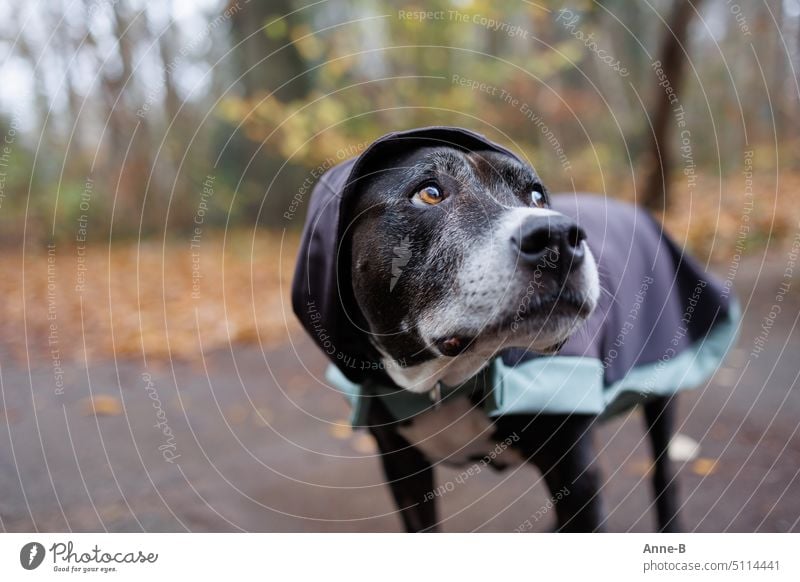 mein niedlicher Hund mit selbstgenähtem Regenhoodie aus meiner alten Jacke Hundeblick Hundejacke Hundekapuzenjacke upcycling Regenwetter Hundekleidung