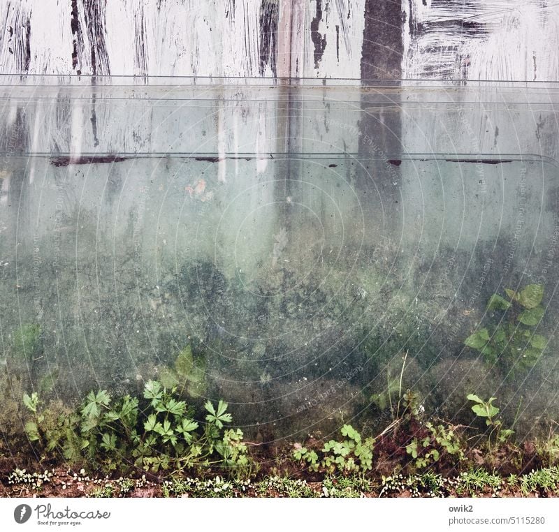 Unerforschtes Terrain Glasscheiben Detailaufnahme Strukturen & Formen Oberflächenstruktur abblättern Zahn der Zeit Fassade Fenster Gewächshaus Gebäude Glashaus