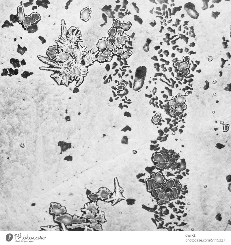 Eisfetzen Kristalle Kristallstrukturen Eiskristalle Eisblumen Fensterscheibe Glas Glasscheibe Winter kalt Frost gefroren frieren Nahaufnahme weiß Schneekristall