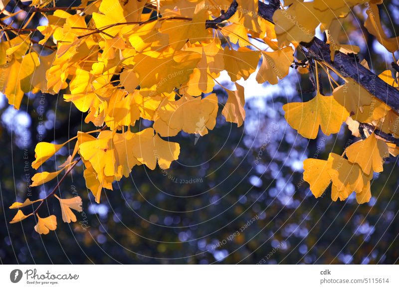 Die letzten goldgelben Ginkgo-Blätter am Baum im Spätherbst im Abendlicht. Pflanze Blatt Herbst Natur Ginkgoblatt Ginkgo biloba natürlich Nahaufnahme Umwelt