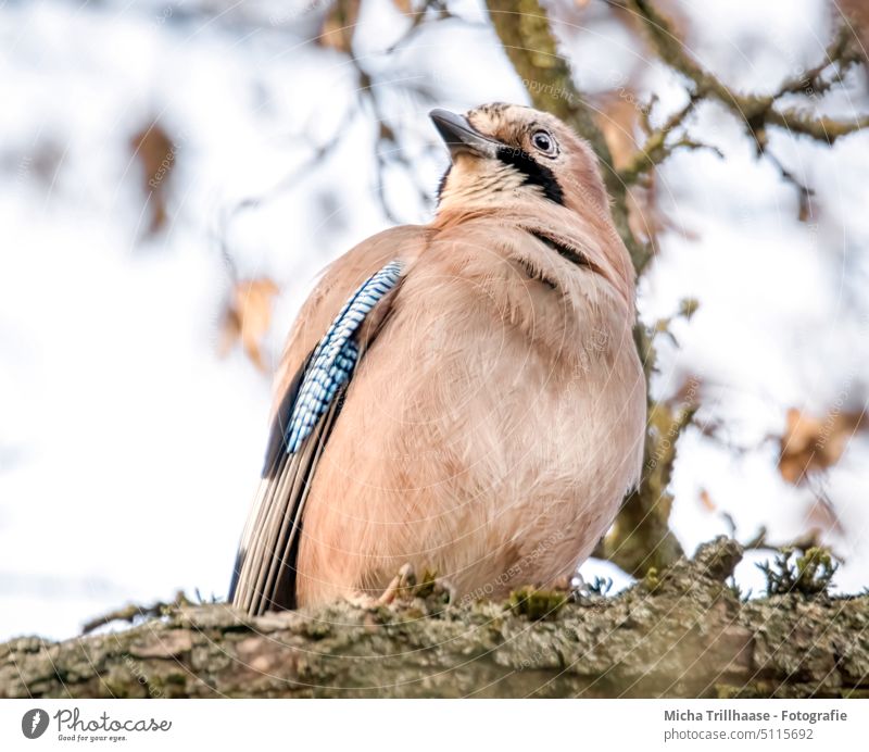 Eichelhäher im Baum Garrulus glandarius Tiergesicht Kopf Schnabel Auge Flügel Feder gefiedert Gefieder Vogel Zweige u. Äste Blick Wildtier Natur beobachten